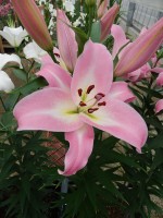 [5684 VZ W09 3510-01 No02.JPG]